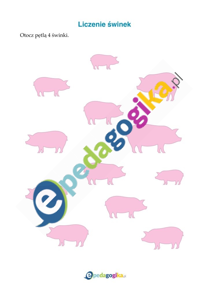 Liczenie świnek